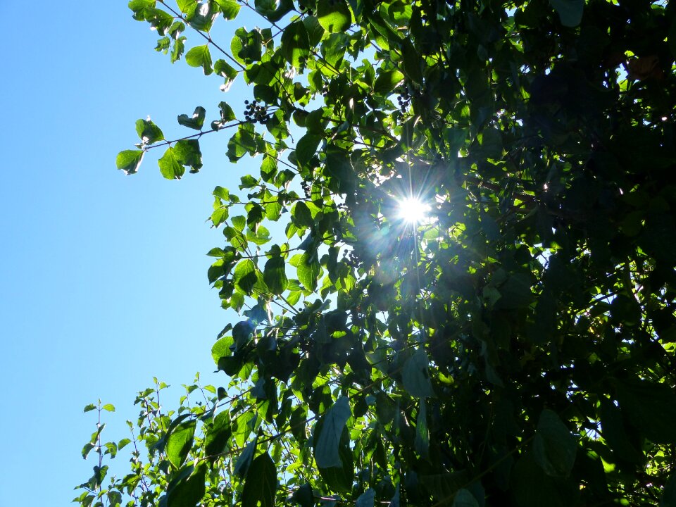 Tree leaf foliage green