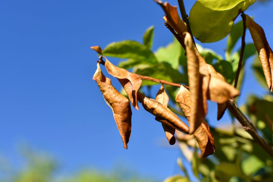Plant branch autumn
