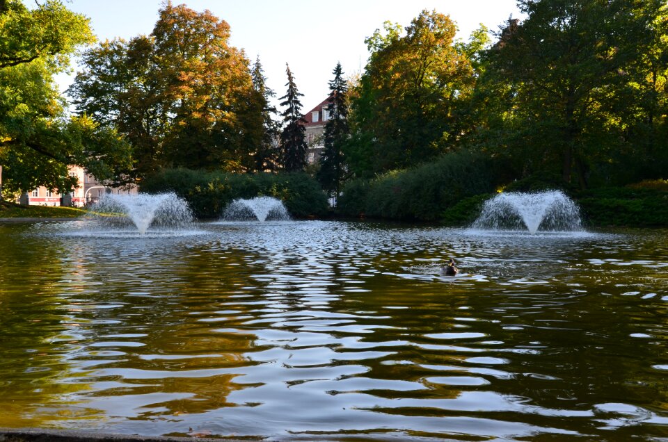 Autumn duck afternoon
