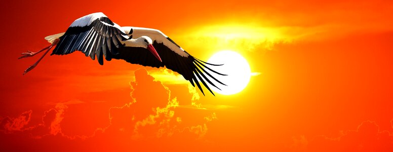 Elegant feather bird
