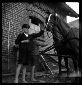 CH-NB - Ostpreussen- Pferde (Lokalisierung unsicher) - Annemarie Schwarzenbach - SLA-Schwarzenbach-A-5-13-001