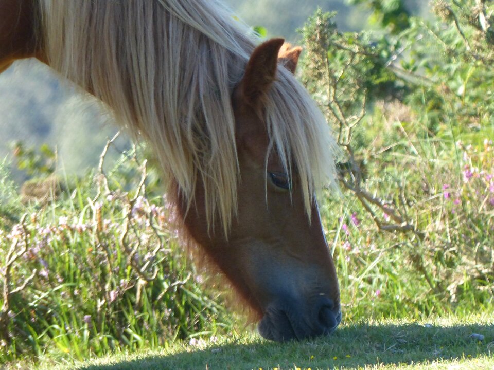 Mane horses profile