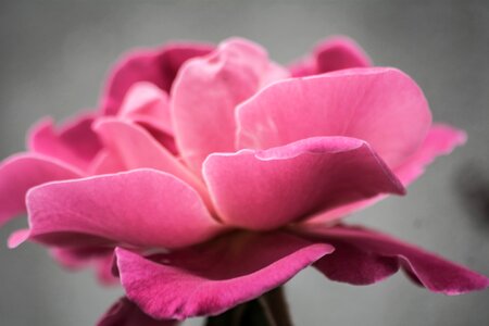 Rose flower pink rose photo