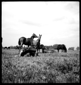 CH-NB - Ostpreussen- Pferde (Lokalisierung unsicher) - Annemarie Schwarzenbach - SLA-Schwarzenbach-A-5-13-004