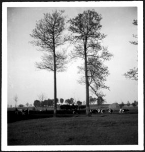 CH-NB - Ostpreussen- Kühe (Lokalisierung unsicher) - Annemarie Schwarzenbach - SLA-Schwarzenbach-A-5-13-011