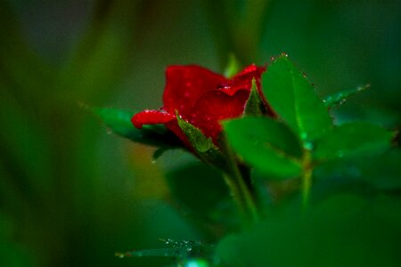 Flower bloom plant