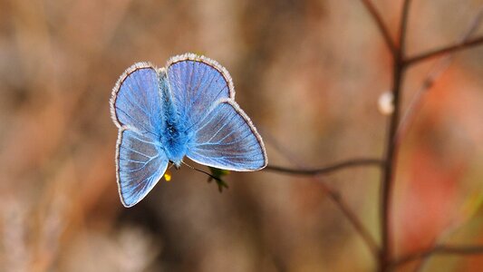 Butterfly blue wings