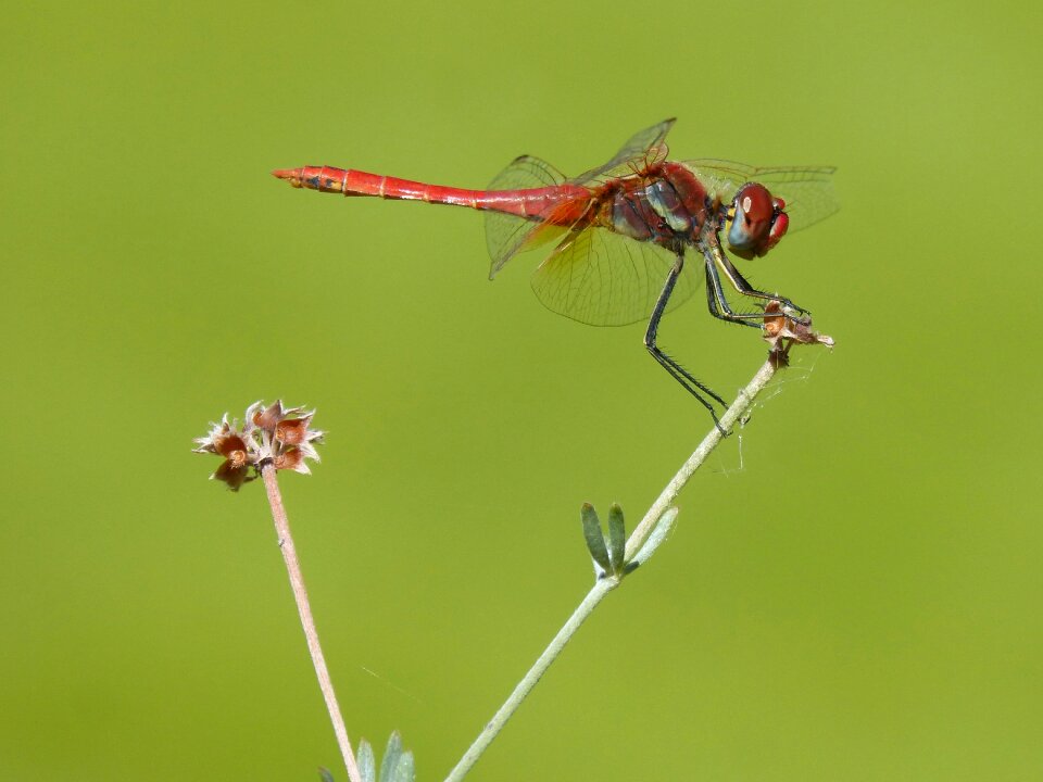 Sympetrum fonscolombii winged insect pond