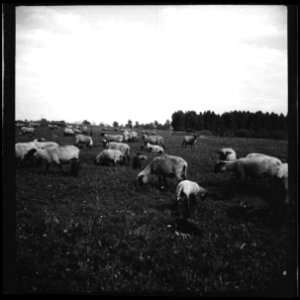 CH-NB - Ostpreussen, Heilsberg (Lidzbark Warminski)- Schafe (Lokalisierung unsicher) - Annemarie Schwarzenbach - SLA-Schwarzenbach-A-5-13-019