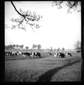 CH-NB - Ostpreussen- Kühe (Lokalisierung unsicher) - Annemarie Schwarzenbach - SLA-Schwarzenbach-A-5-13-010