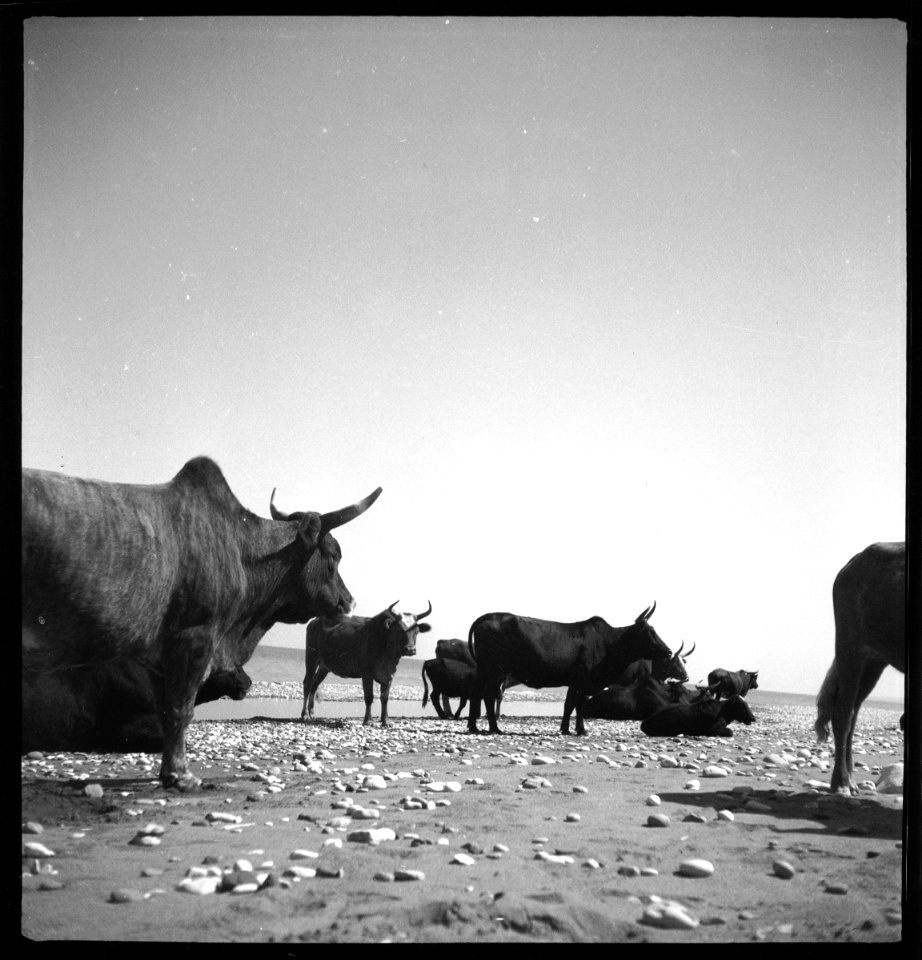 CH-NB - Persien, Mazanderan (Mazandaran)- Wasserbüffel - Annemarie Schwarzenbach - SLA-Schwarzenbach-A-5-06-087