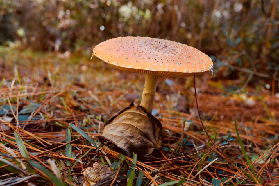 Fungus wood mushroom