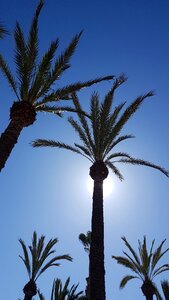 Outdoor summer trees