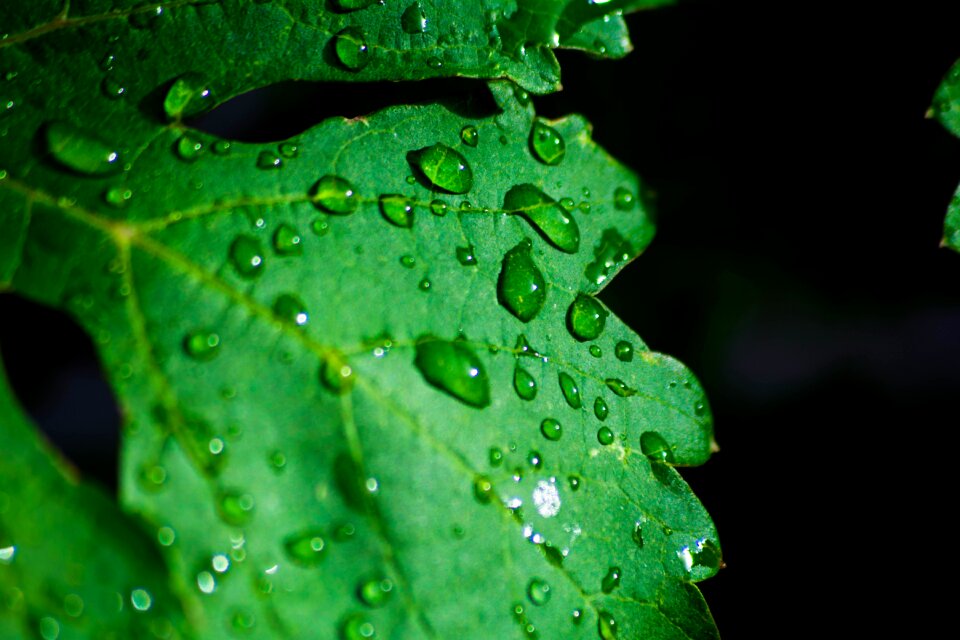 Wet water raindrops