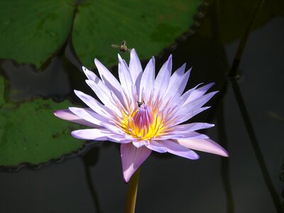 Foraging pond nature