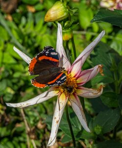 Insect close up nature photo