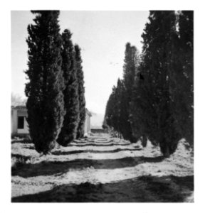 CH-NB - Persien, Schiraz (Schiras)- Landschaft - Annemarie Schwarzenbach - SLA-Schwarzenbach-A-5-04-219