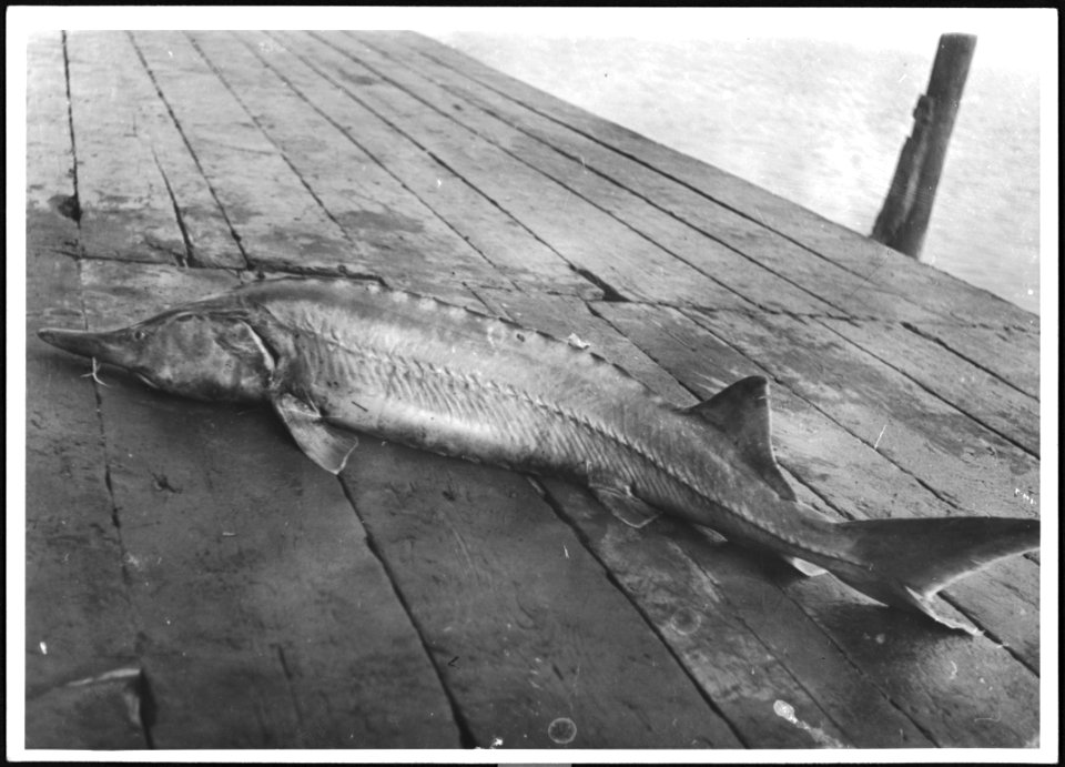 CH-NB - Persien, Meshed-i-Sehr (Meshed-i-Sahr)- Fischerei - Annemarie Schwarzenbach - SLA-Schwarzenbach-A-5-04-086