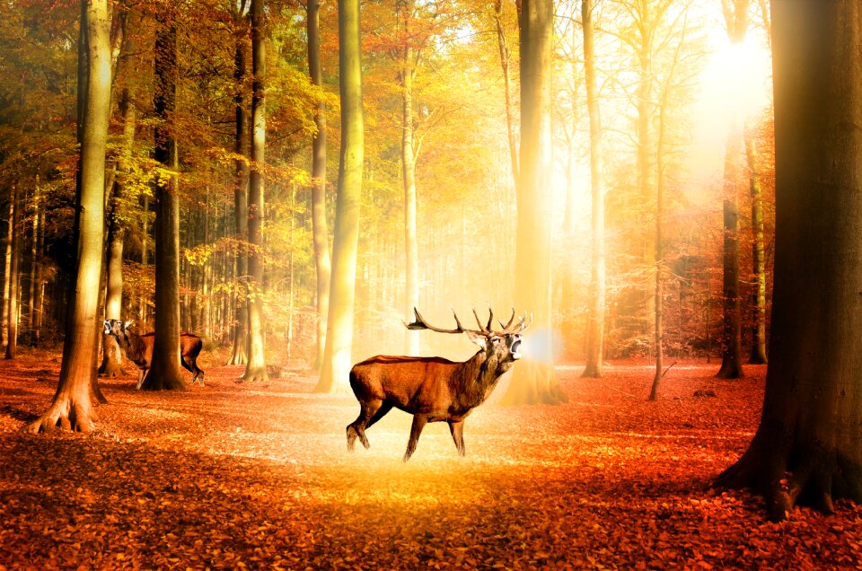 Deer light sun