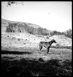 CH-NB - Persien- Hund - Annemarie Schwarzenbach - SLA-Schwarzenbach-A-5-06-064