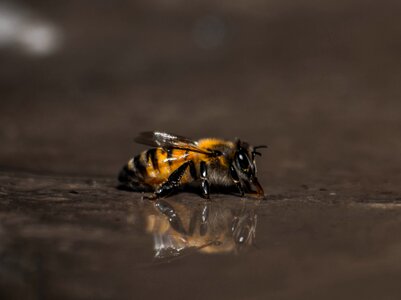Animal water brown bee
