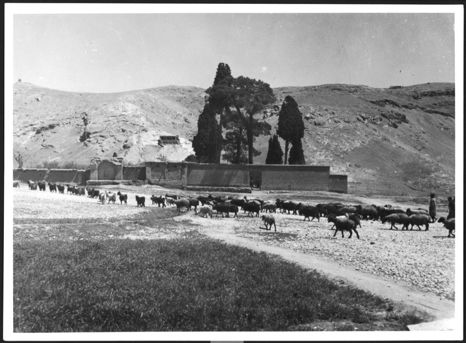 CH-NB - Persien- Landschaft und Schafherde - Annemarie Schwarzenbach - SLA-Schwarzenbach-A-5-04-015