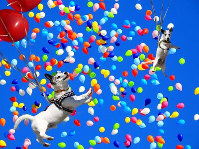 Colorful colorful balloons balloon
