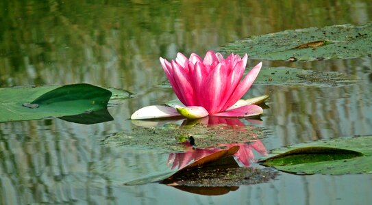 Flower water lily summer photo