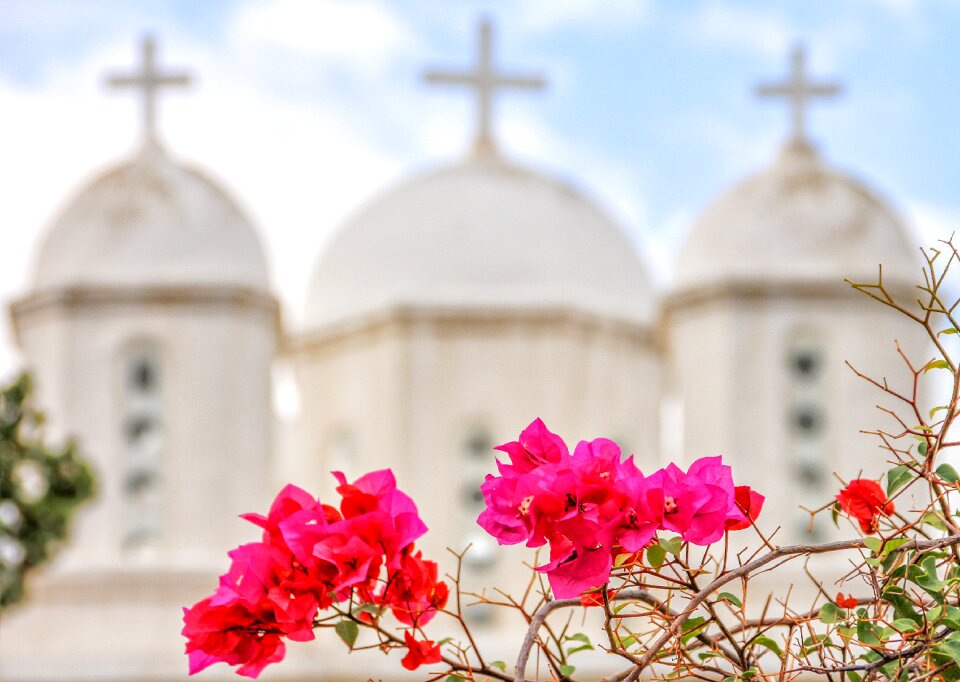 Bougainvillea monastery pink