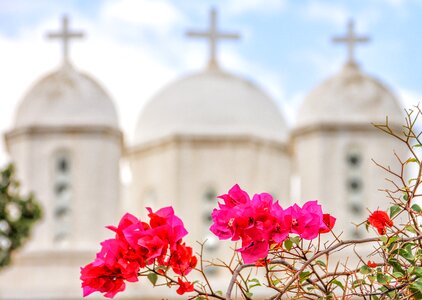 Bougainvillea monastery pink