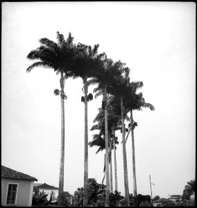 CH-NB - Portugal, San Thomé (São Tomé und Príncipe)- Palmen - Annemarie Schwarzenbach - SLA-Schwarzenbach-A-5-25-016
