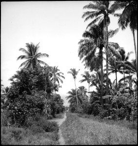 CH-NB - Portugal, San Thomé (São Tomé und Príncipe)- Landschaft - Annemarie Schwarzenbach - SLA-Schwarzenbach-A-5-25-007