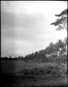 CH-NB - Portugal, San Thomé (São Tomé und Príncipe)- Landschaft - Annemarie Schwarzenbach - SLA-Schwarzenbach-A-5-25-045
