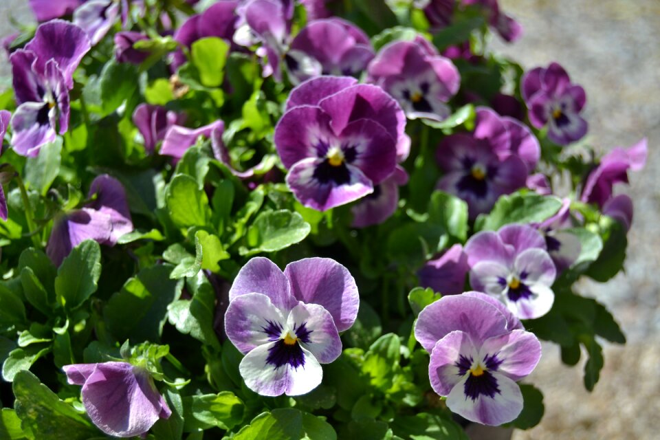 Violets flowers garden