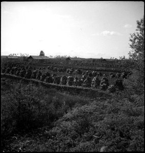 CH-NB - Schweden- Landschaft - Annemarie Schwarzenbach - SLA-Schwarzenbach-A-5-17-111