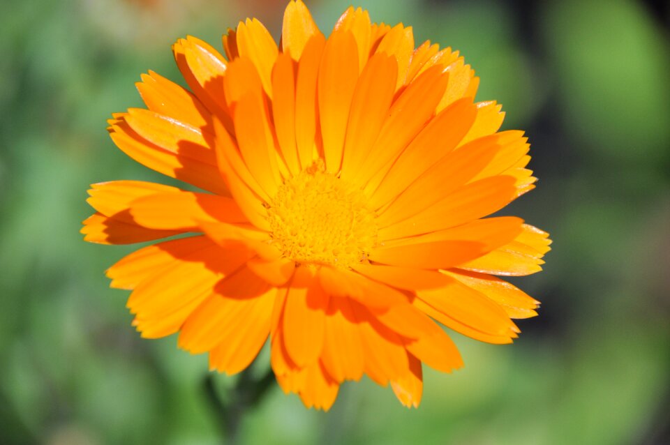 Summer petal marigold