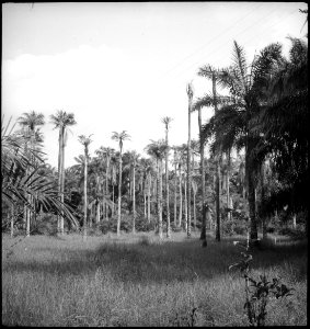 CH-NB - Portugal, San Thomé (São Tomé und Príncipe)- Palmen - Annemarie Schwarzenbach - SLA-Schwarzenbach-A-5-25-017