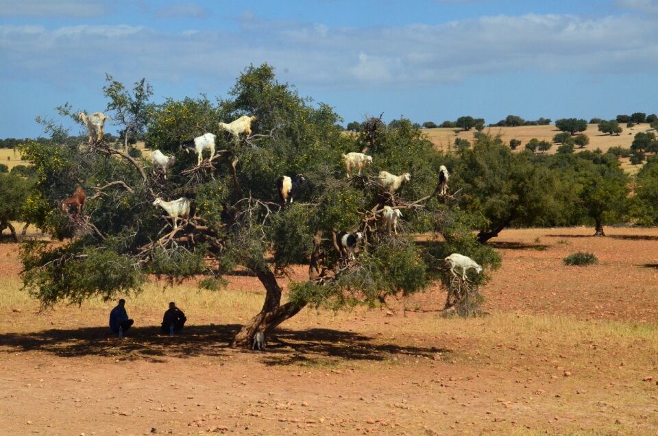 Shepherds morocco eat