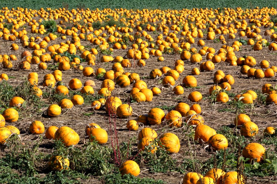 Autumn agriculture orange