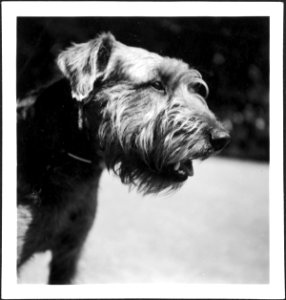 CH-NB - Schweiz, Engadin- Hund - Annemarie Schwarzenbach - SLA-Schwarzenbach-A-5-08-011