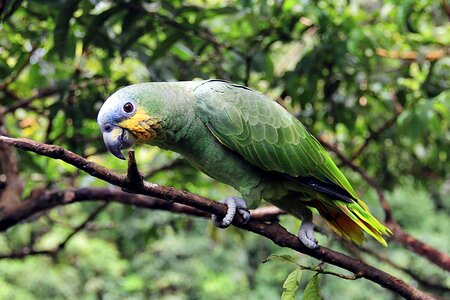 Ave green tropical bird photo