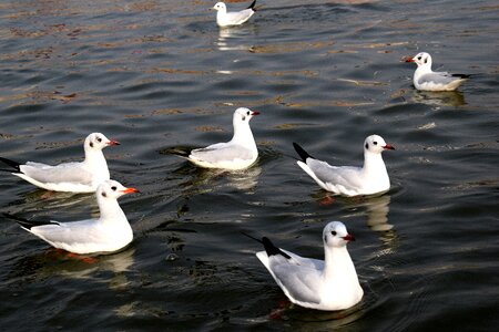 Nature duck river