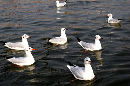 Nature duck river photo