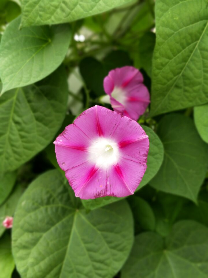 Nature pink flowers plant