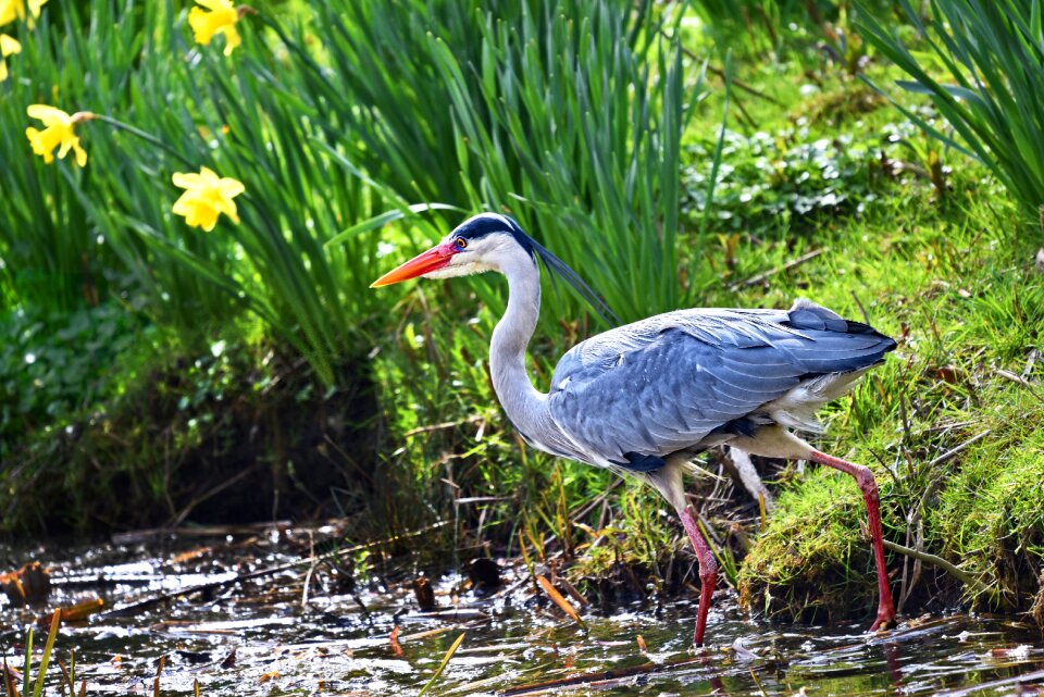 Waterbird predator animal