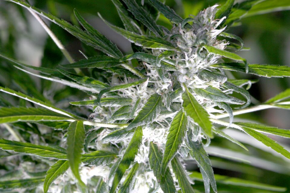 Flowers trichomes medicine photo