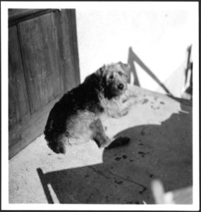 CH-NB - Schweiz, Engadin- Hund - Annemarie Schwarzenbach - SLA-Schwarzenbach-A-5-08-012