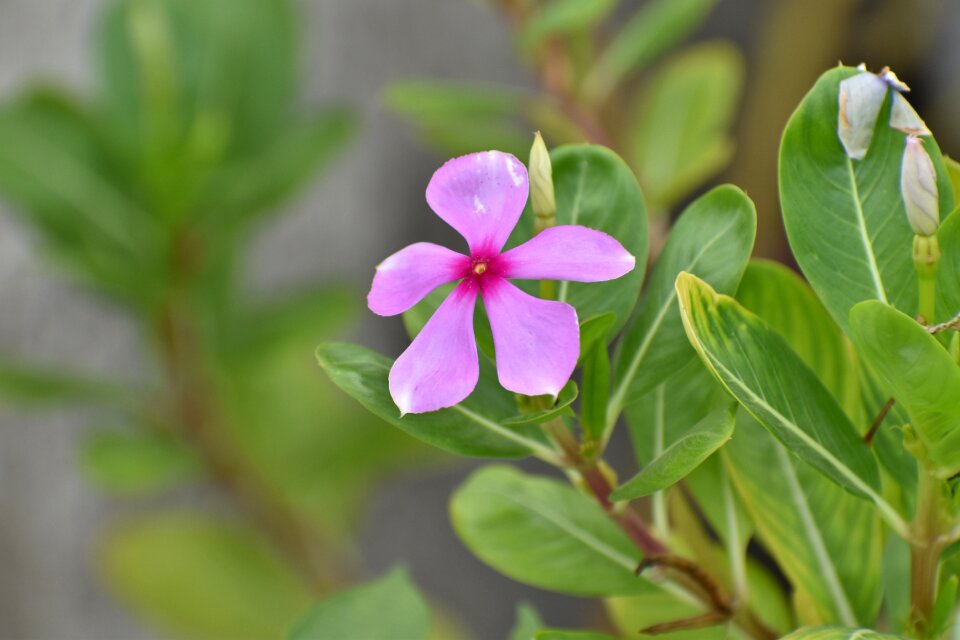 Purple flower nature green