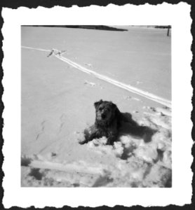 CH-NB - Schweiz, Engadin- Hund - Annemarie Schwarzenbach - SLA-Schwarzenbach-A-5-08-007