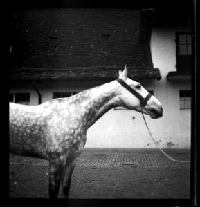 CH-NB - Schweiz, Horgen- Gutshof Bocken - Annemarie Schwarzenbach - SLA-Schwarzenbach-A-5-08-141